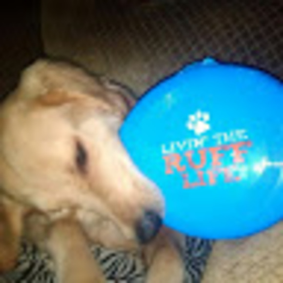 Meet your Posher, Sam - Picture 1 of 1